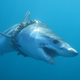 An adult shortfin mako shark entangled in fishing rope (biofouled with barnacles) in the Pacific Ocean, causing scoliosis of the back.